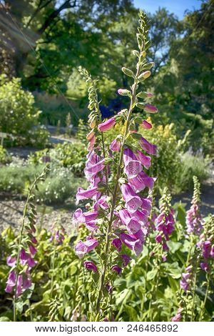 The Flowering Digitalis Purpurea Or Common Purple Foxglove In Garden