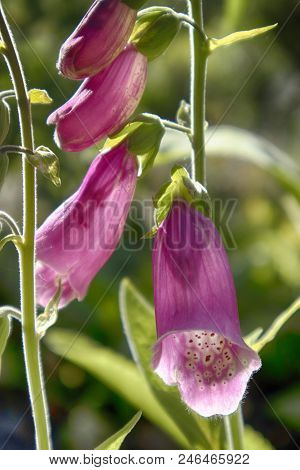 The Flowering Digitalis Purpurea Or Common Purple Foxglove In Garden