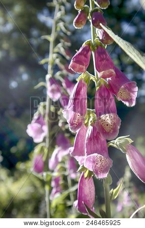 The Flowering Digitalis Purpurea Or Common Purple Foxglove In Garden