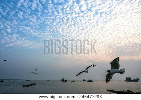 Seagulls Were Flying Around In The Sea, Sittwe, Rakhine