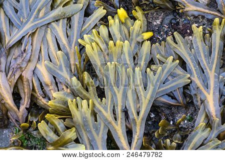 Seawead On The Coast Of Olympic National Park