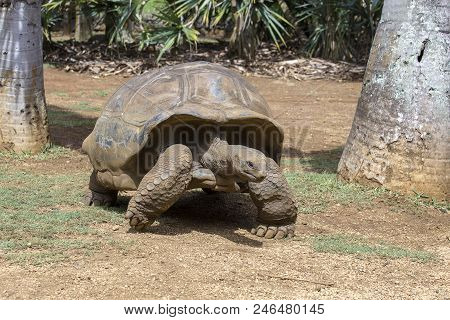 Giant Turtles, Dipsochelys Gigantea In Tropical Island Mauritius , Close Up