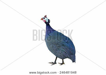Guinea Fowl (numida Meleagris) Isolated On White Background