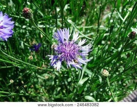 Cornflower In The Meadow. Macro Photo. Summer Mood. Сепtaurea Jacea L.