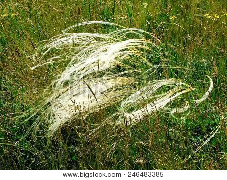 Feather-grass In The Field. Summer Mood. Macro Photo. Stípa Pennáta.