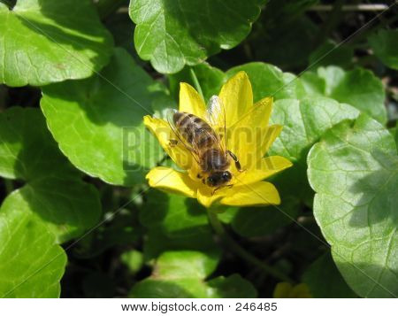 Ape sul fiore