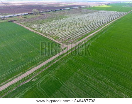 Blossoming Young Plum Garden, Top View. Span Of The Drone Over The Plum Blooming Garden