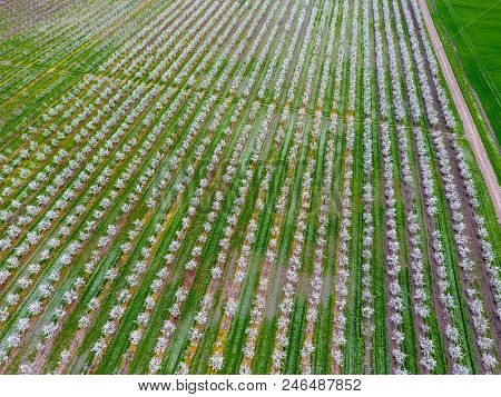 Blossoming Young Plum Garden, Top View. Span Of The Drone Over The Plum Blooming Garden
