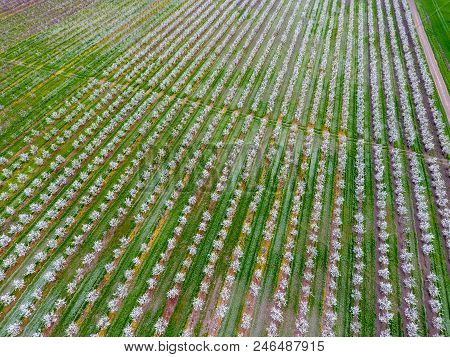 Blossoming Young Plum Garden, Top View. Span Of The Drone Over The Plum Blooming Garden