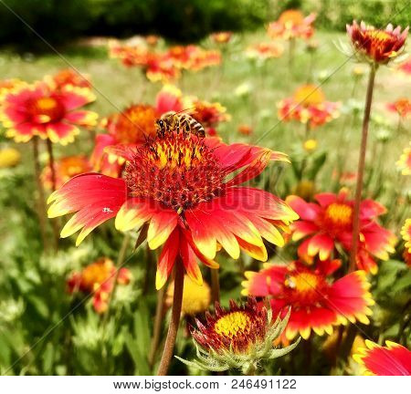 The Colorful Photo Shows Blooming Flower Gaillardia With Leaves, Unusual Aroma Bouquet Flora. Flower