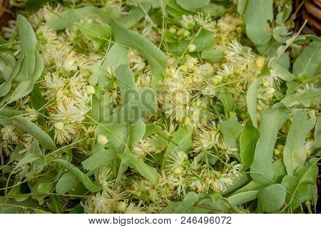 Fresh Tilia Flowers As A Background. Close Up Of Linden Flowers In A Basket. Tilia Flowers Are Medic
