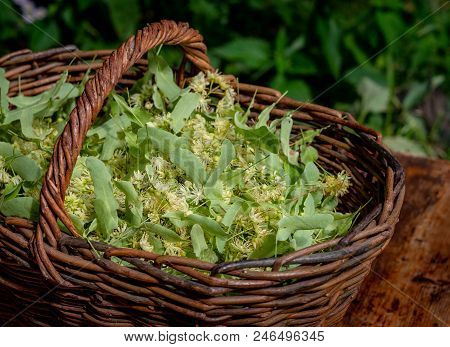 Fresh Tilia Flowers In A Basket In Garden. Close Up Of Linden Flowers In A Basket.