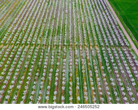 Blossoming Young Plum Garden, Top View. Span Of The Drone Over The Plum Blooming Garden
