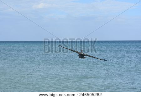 Adorable Pelican Flying With A Very Large Wing Span.