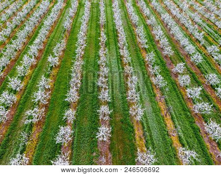 Blossoming Young Plum Garden, Top View. Span Of The Drone Over The Plum Blooming Garden