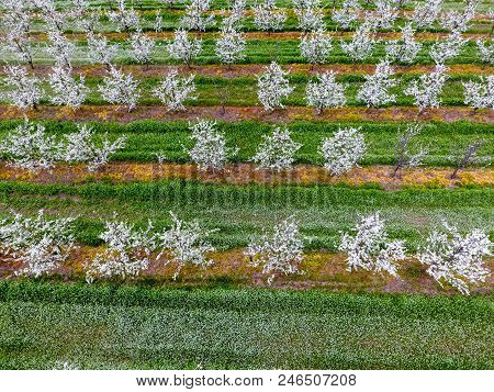 Blossoming Young Plum Garden, Top View. Span Of The Drone Over The Plum Blooming Garden