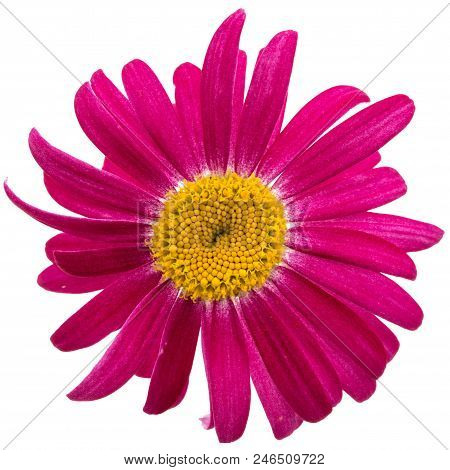 Flower Of Pyrethrum, Isolated On White Background