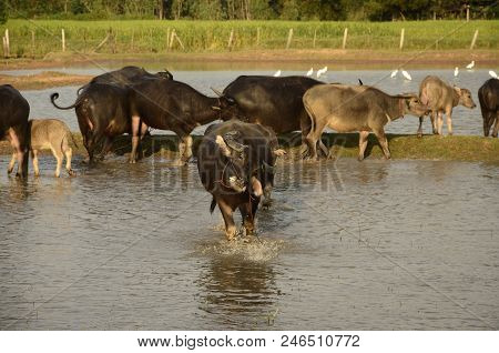 Buffalo In Thailand,life' Machine Of Farmer. Original Agriculture Use Buffalo Plow The Field.photo S