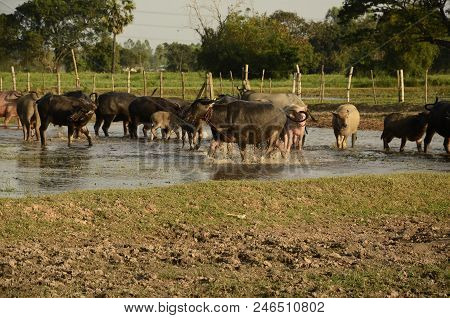 Buffalo In Thailand,life' Machine Of Farmer. Original Agriculture Use Buffalo Plow The Field.photo S