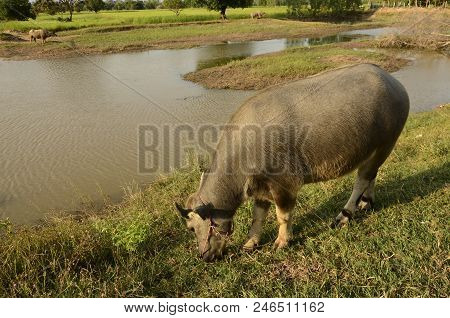 Buffalo In Thailand,life' Machine Of Farmer. Original Agriculture Use Buffalo Plow The Field.photo S