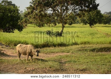 Buffalo In Thailand,life' Machine Of Farmer. Original Agriculture Use Buffalo Plow The Field.photo S
