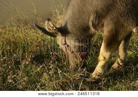Buffalo In Thailand,life' Machine Of Farmer. Original Agriculture Use Buffalo Plow The Field.photo S
