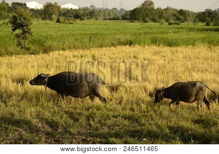 Buffalo In Thailand,life' Machine Of Farmer. Original Agriculture Use Buffalo Plow The Field.photo S