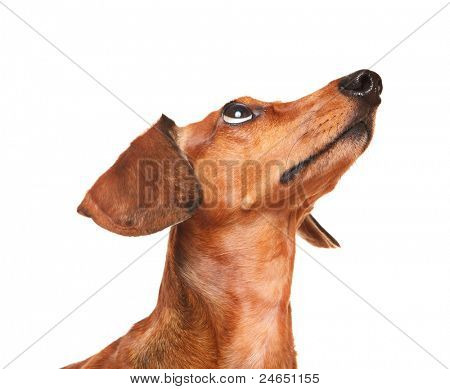 gravhund hund look up