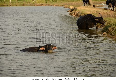 Buffalo In Thailand,life' Machine Of Farmer. Original Agriculture Use Buffalo Plow The Field.photo S