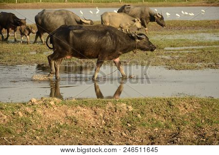 Buffalo In Thailand,life' Machine Of Farmer. Original Agriculture Use Buffalo Plow The Field.photo S