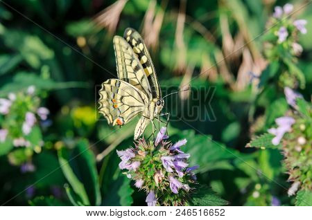 Butterfly On A Flower. A Colorful Butterfly Swallowtail Sits On A Flower In A Field. Butterfly Macha