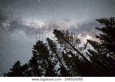 A View Of The Stars Of The Milky Way With A Pine Trees Forest Silhouette In The Foreground. Night Sk