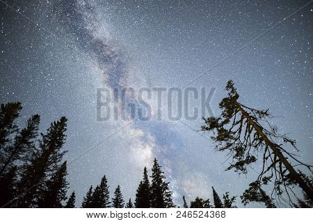 A View Of The Stars Of The Milky Way With A Pine Trees Forest Silhouette In The Foreground. Night Sk