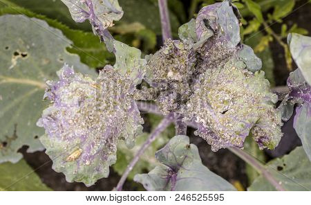 Small Aphid On A Green Leaf In The Open Air