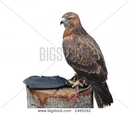 Hawk, istuu puun kanto