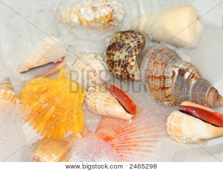 Conchas de mar
