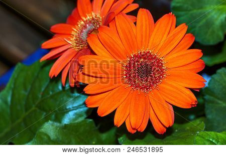 Beautiful Gerbera Flower In Garden .flower Wedding Decoration, Beautiful Gerbera Flower Blooming Bac