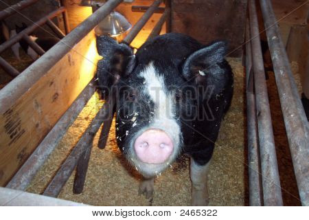 Porca de Berkshire