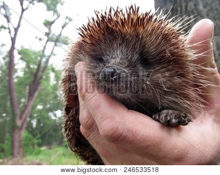 Hedgehog Sits In A Man's Hand And Looks At The Camera. Portrait Of A Brown Hedgepig Close-up With A 