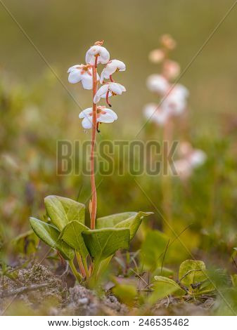 Round-leaved Wintergreen (pyrola Rotundifolia) In Natural Habitat