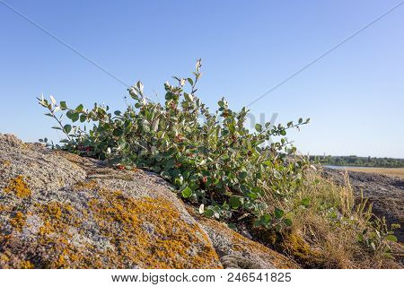 Cotoneaster Horizontalis Plant With Ripe Red Berries On Granite In Steppe Region In Ukraine