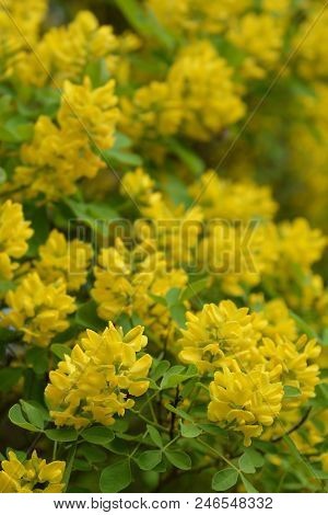 Dalmatian Laburnum Yellow Flowers And Buds - Latin Name - Petteria Ramentacea