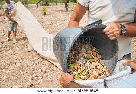 Farmers At Work Unloading A Pail Full Of Just Picked Almonds In A Bigger Sack During Harvest Time, N