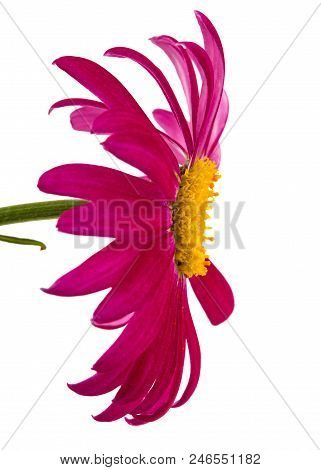 Flower Of Pyrethrum, Isolated On White Background