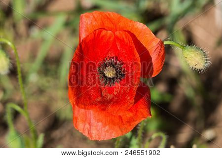 Wildflowers Of The Pskov Region. Poppies And Wheat On The Russian Fields.