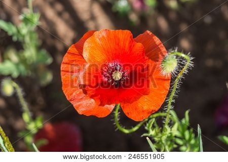 Wildflowers Of The Pskov Region. Poppies And Wheat On The Russian Fields.