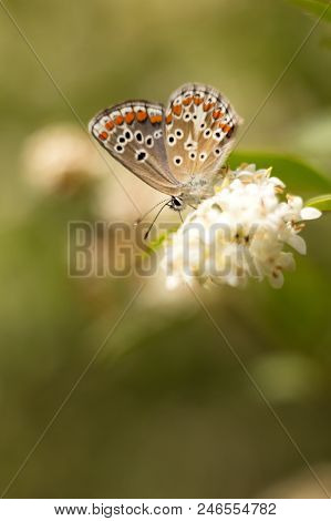 Blue Blueness (plebejus Idas) Is A Species Of A Day-old Butterfly Of The Family Blue-tailed (lycaeni