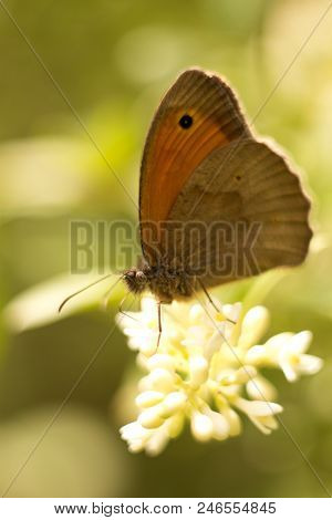 Blue Blueness (plebejus Idas) Is A Species Of A Day-old Butterfly Of The Family Blue-tailed (lycaeni