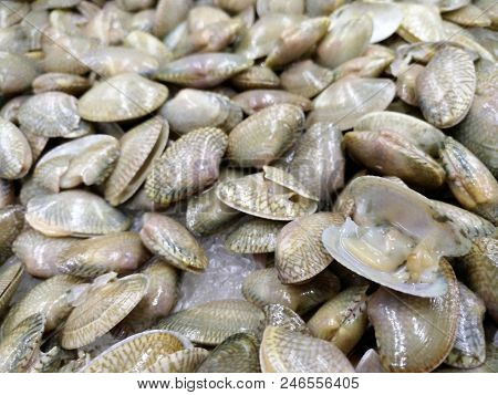 Surf Clams,clams Shell Or Venus Shell Freeze With Ice In The Market