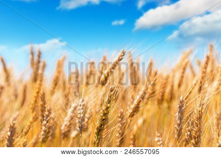 Creative Abstract Agriculture, Farming And Harvesting Concept: Macro View Of Fresh Ripe Wheat Plants